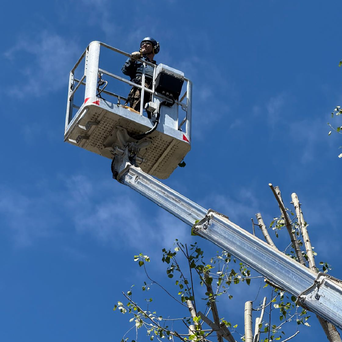 Potatura albero con cestello elevatore