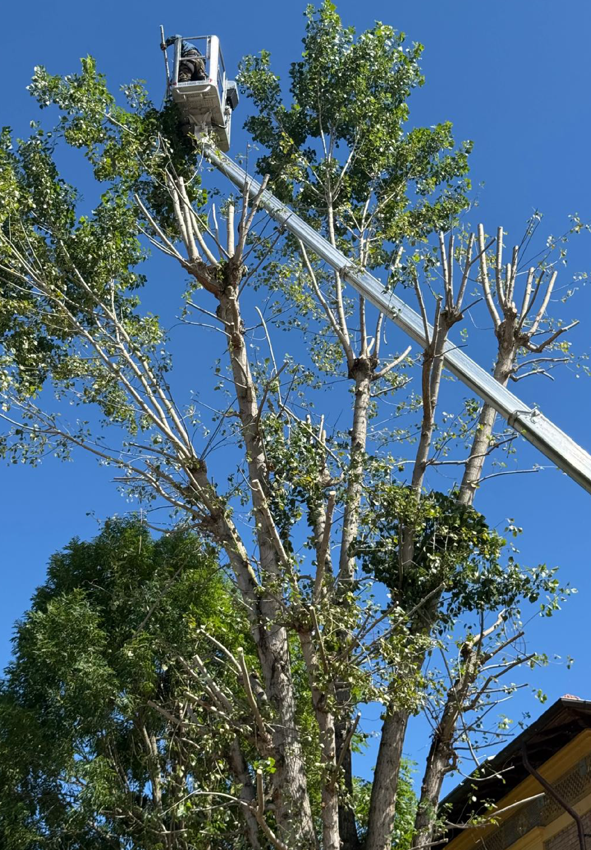 Potatura grande albero con cestello